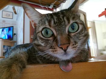 Close-up portrait of cat at home