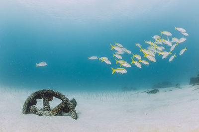 School of fish swimming in sea