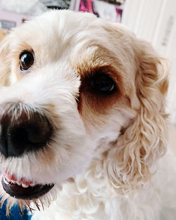 Happy cockapoo