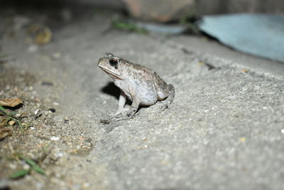 Close-up of frog on land