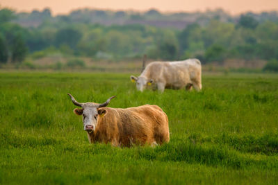 Cows on grassy field