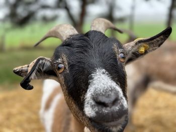 Close-up of goat