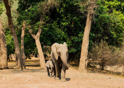 Elephants walking on field in forest