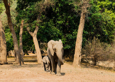 Elephants walking on field in forest