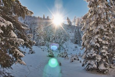 Snow covered trees against sky