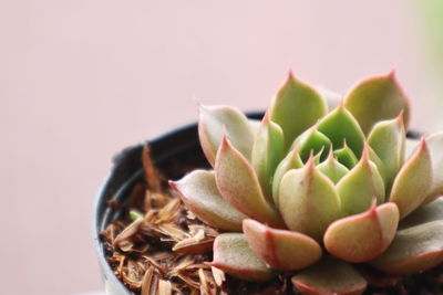 Close-up of succulent plant