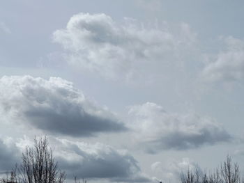 Low angle view of trees against sky