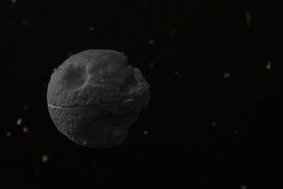 Close-up of plant against white background