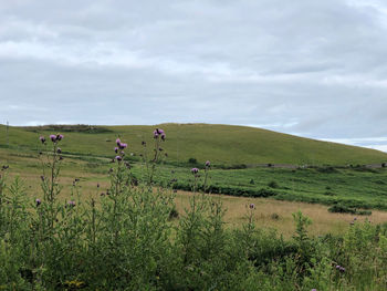 Scenic view of field against sky