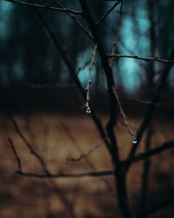 Close-up of wet twigs