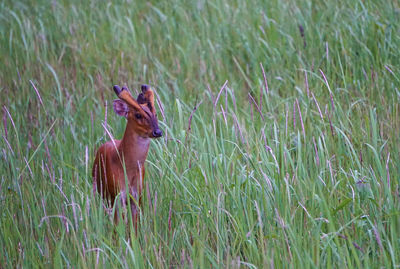 Deer in a field