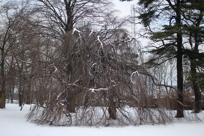 Trees in forest during winter