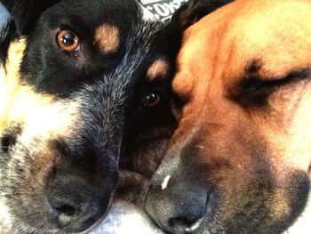 Close-up portrait of dog