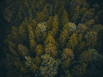 High angle view of trees in forest during autumn