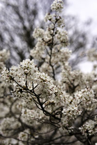Close-up of white cherry blossom tree