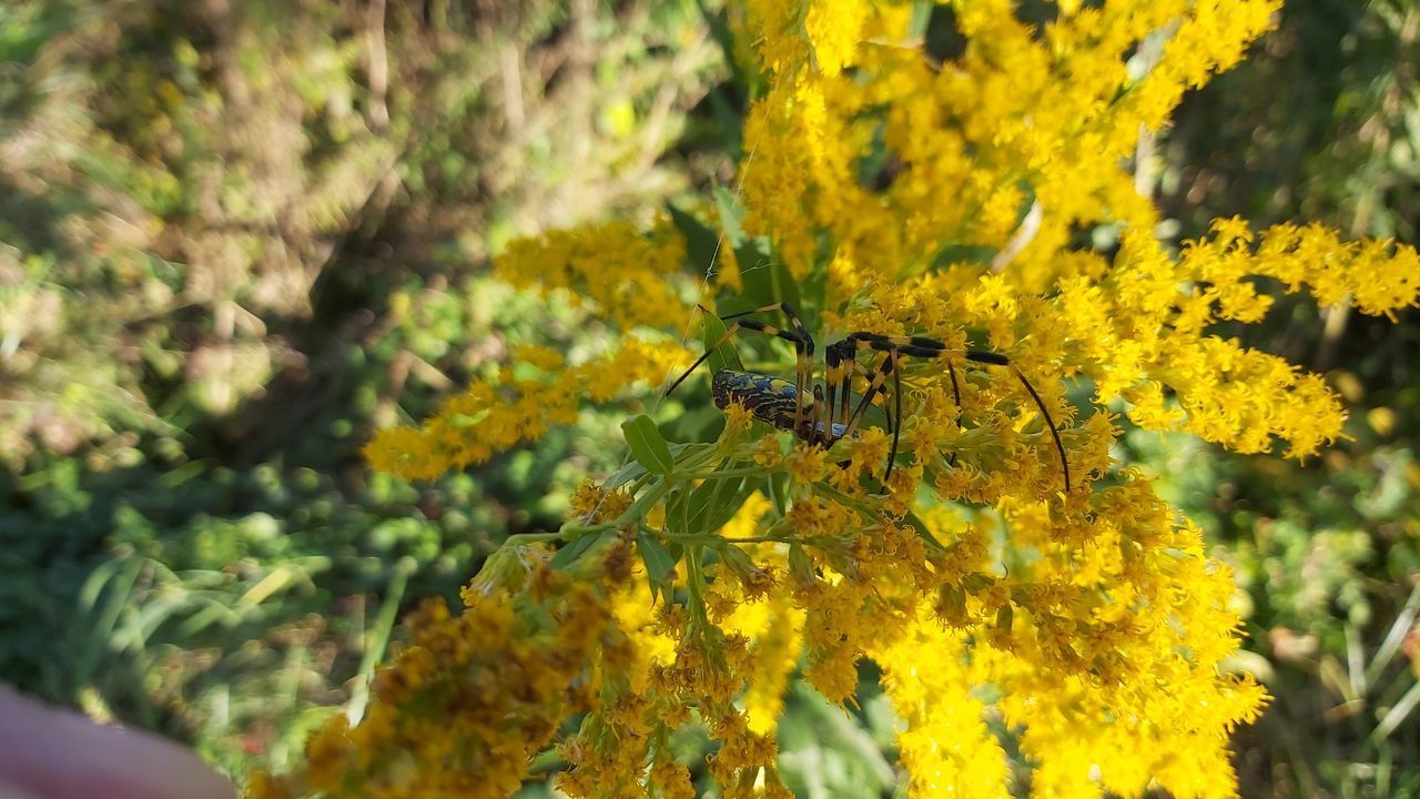 CLOSE-UP OF INSECT ON YELLOW FLOWERS
