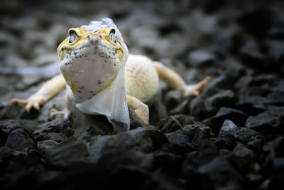 Lemon frost gecko shed its skin, all shedding process captured, amazing animal reptile photo series