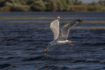 Close-up of seagull foraging in sea