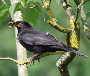 Close-up of bird perching on branch