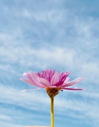 Close-up of pink flower against sky