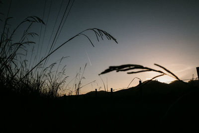 Silhouette plants on field against sky at sunset