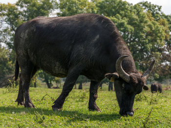 Buffalo grazing in a field