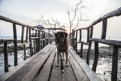 Dog on railing by sea against sky