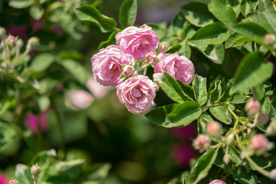 Close-up of pink rose