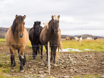 Horses standing on field against sky