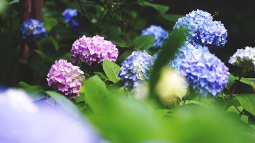 Close-up of purple flowers blooming outdoors