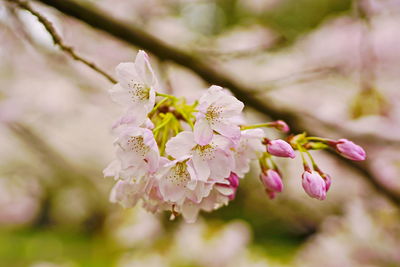 Close-up of pink cherry blossoms