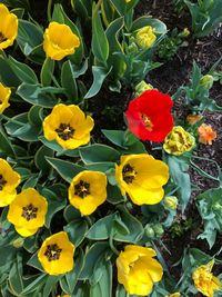 Close-up of yellow flowering plants