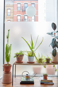 Cactus, succulents, flowers in window with frosted glass