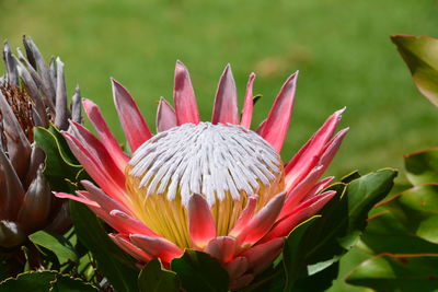 Close-up of lotus water lily