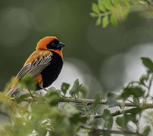 Close-up of bird perching on plant