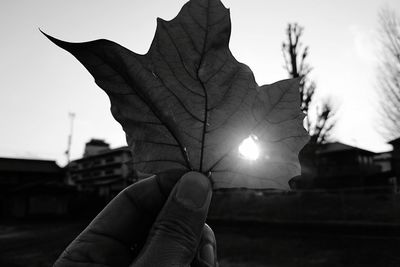 Close-up of hand holding leaf