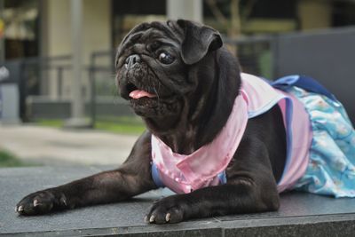 Close-up of a dog