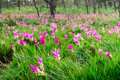 Close-up of pink flowers on field