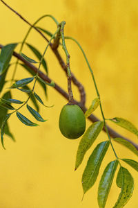 Close-up of plant