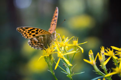 Butterfly pollinating on flower