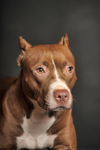 Close-up portrait of a dog