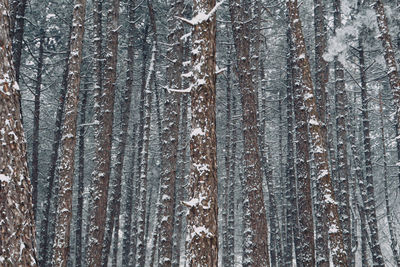 Full frame shot of trees in forest