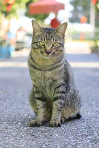 Portrait of tabby cat sitting on street
