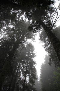 Low angle view of trees in forest