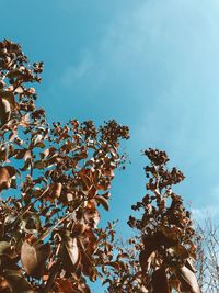 Low angle view of tree against blue sky