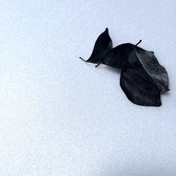 Close-up of leaf over white background
