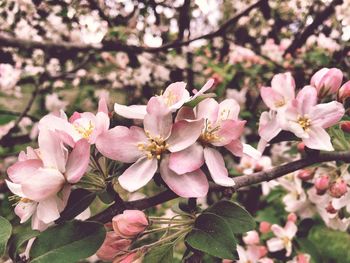Close-up of pink flowers