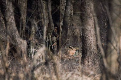 Panoramic shot of a tree trunk