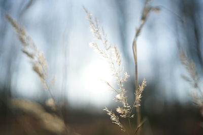 Close up of grass in woodlands with backlit
