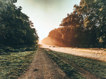 Surface level of footpath by trees against sky